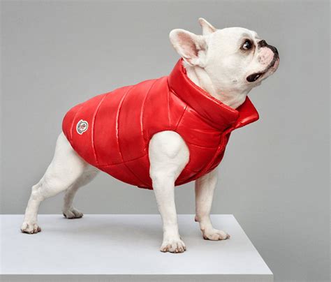 moncler dog jacket replica|moncler dog vest.